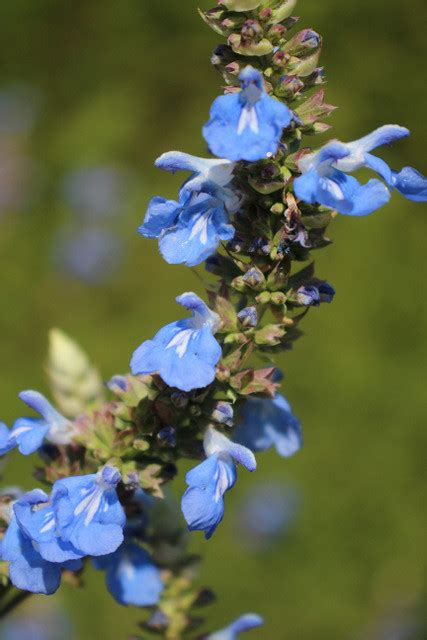 Salvia Uliginosa Benth Loki Schmidt Garten Botanische Flickr