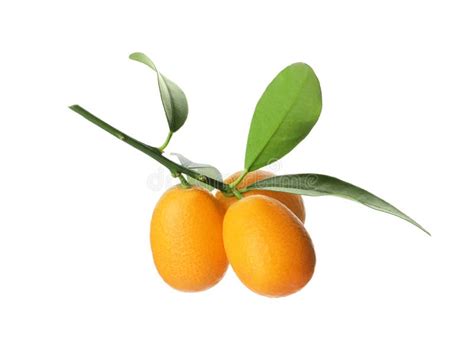 Kumquat Tree Branch With Ripe Fruits Isolated On White Stock Photo