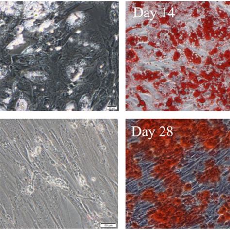 HUC MSCs Induced Into Adipocytes And Osteoblasts A Induced Into