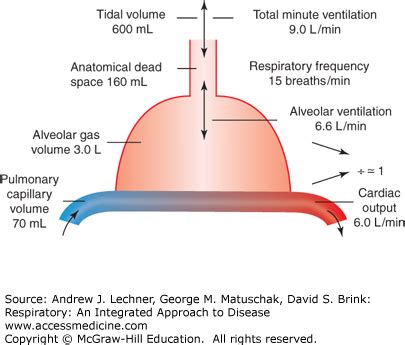 Lung Ventilation Diagram