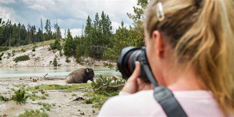 Wildlife of Yellowstone - Destination Yellowstone