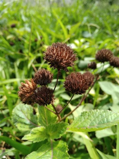 Black Flowers Among The Bush Stock Image Image Of Plant Grass 199870461