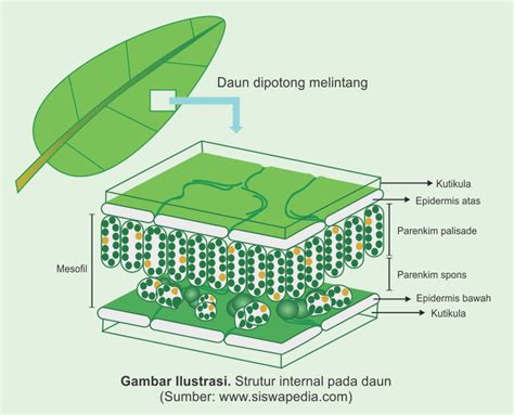 Biologi Organ Organ Pada Tumbuhan