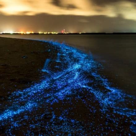 Descubrir Imagen Playas Con Bioluminiscencia En Costa Rica