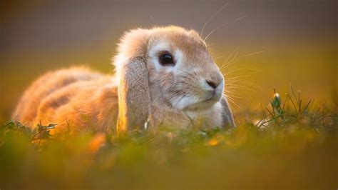 White Brown Rabbit On Green Grass In Blur Background Hd Rabbit