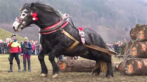 Сравнение скорости лошади: представляем самую быструю лошадь