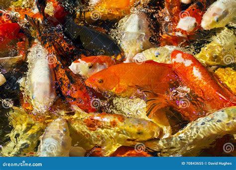 Koi Carp or Nishikigoi Gathered Together for Feeding Stock Image - Image of patterning, ponds ...