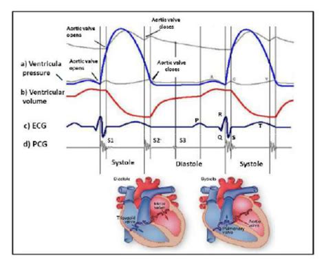 Cardiac Cycle Ecg