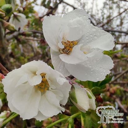 Buy Prunus Shirotae Japanese Flowering Cherry In The Uk