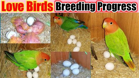 Love Birds Breeding Progress First Clutch Laying Egg And Chicks Dilutepeachfaceopalinepied