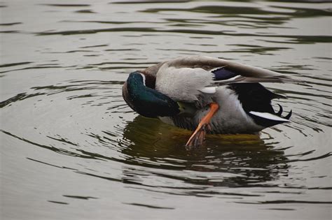 Canard Colvert Lac Photo Gratuite Sur Pixabay Pixabay