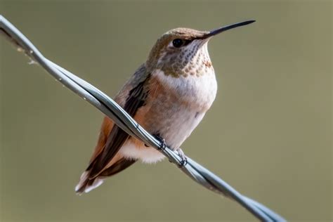 Rufous Hummingbird Native Here Nursery