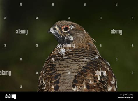 BONASA BONASIA, HASELHAHN Stock Photo - Alamy