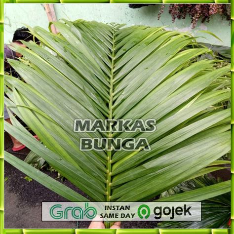 Jual Daun Palem Asli Daun Dekorasi Property Foto Tangkai Shopee