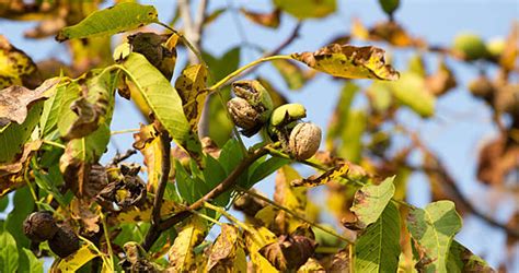 Hazelnut (Filbert) Tree Care – How To Start Caring For Hazelnut Trees ...