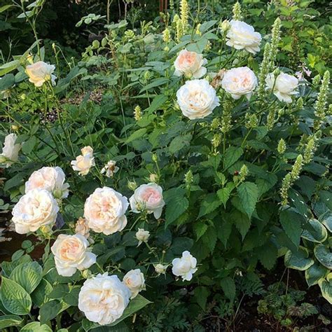 Glamis Castle Fantastisk Ros Med Uppåtriktade Blommor Som Hos Mig