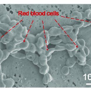 SEM Images Of The A B Surface And C Cross Section Of CA PEG 2000