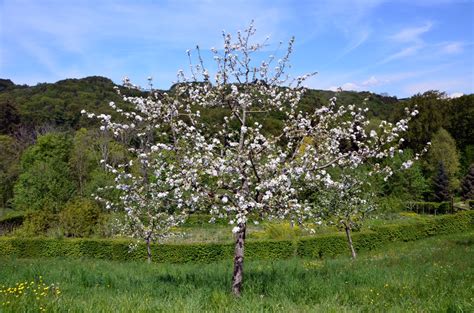 Malus domestica (Apple, Apples) | North Carolina Extension Gardener ...