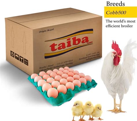 The Cost Of Hatching Eggs Egg Incubator Kenya