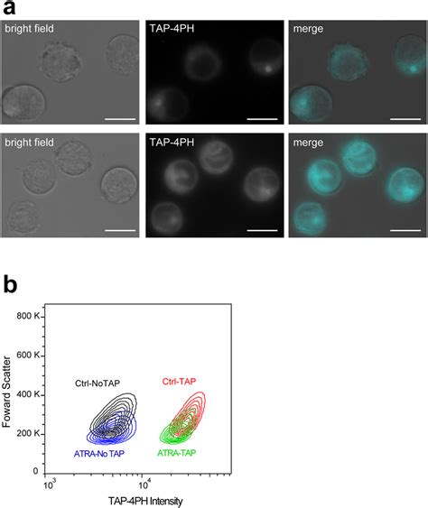 Fluorescence Imaging And Flow Cytometric Analysis Of Live Cells During