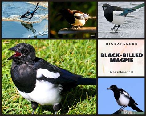 Black Billed Magpie Pica Hudsonia Black And White Bird Fun Facts