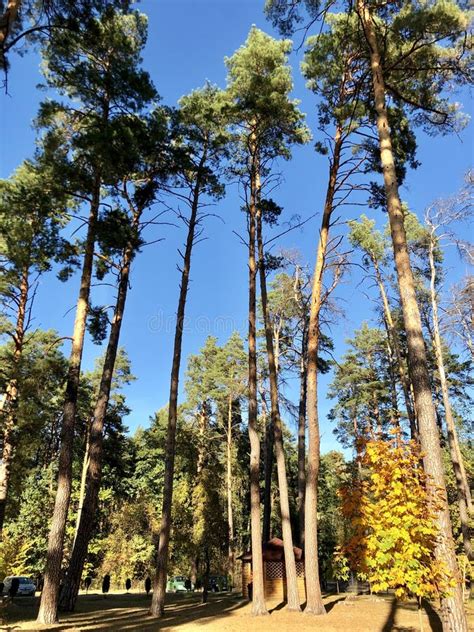 Tall Pine Trees Against The Blue Sky The Tops Of Tall Trees In A Pine