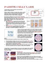 Parete Cellulare E Caratteristiche Appunti Di Microbiologia Docsity