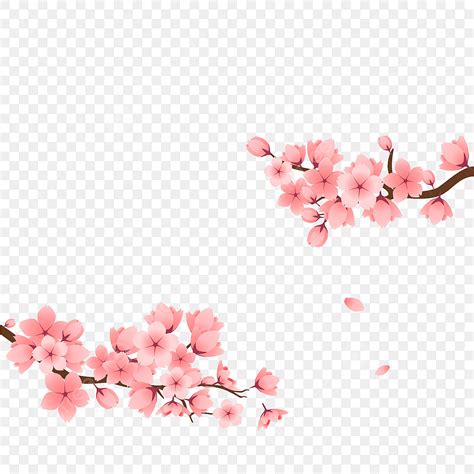 Cherry Blossom Card Vector Art Png The Pink Cherry Blossoms Decoration