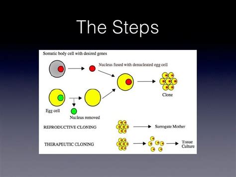 Somatic cell nuclear_transfer