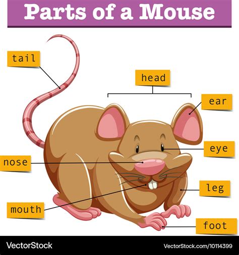 Diagramm Zeigt Teile Der Maus Lizenzfreies Vektorbild