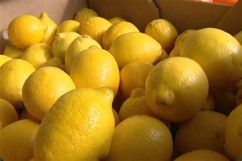 Menton se prépare pour célébrer la Fête du citron Cannes Tendances