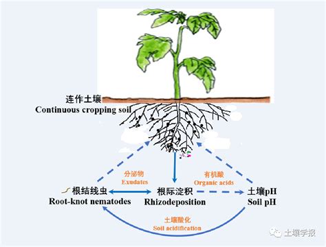 土壤学报封面文章——不同连作年限番茄根系淀积物的变化及其与根结线虫的关系 南京农业大学 土壤生态实验室