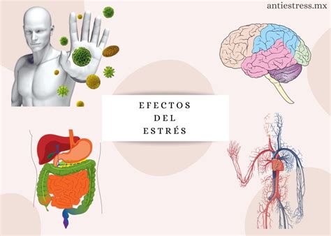 El Estrés Y La Salud Archivos Antiestress