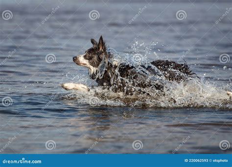 Border Collie Dog Swimming In The Sea Stock Image Image Of Doggy