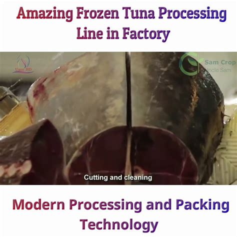 Frozen Tuna Processing Line In Factory Tuna Processing And Packing Video Dailymotion