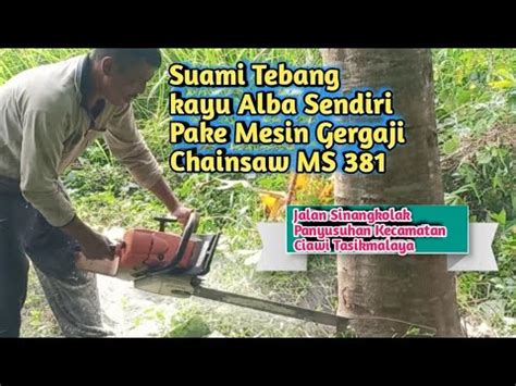 Menebang Kayu Alba Chainsaw Stihl Ms Raja Tumbang Dari Barat Youtube