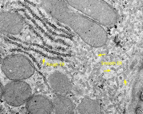 Endoplasmic Reticulum Biochemistry Medbullets Step 1