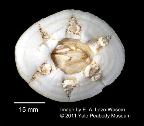 Invertebrate Zoology Yale Peabody Museum