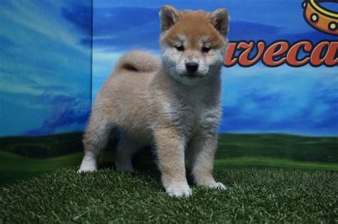 Shiba Inu Macho Comprar Perros Y Cachorros Consulta Precio Online