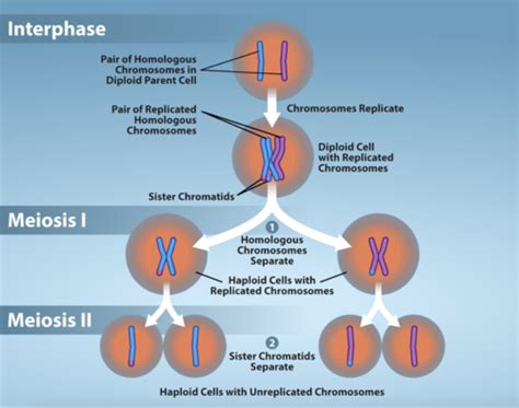 Biology Unit 8 Variations And Gene Expressions Flashcards Quizlet