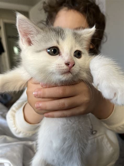 Chat Animaux Donner