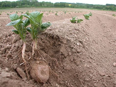 Jak przygotować glebę do sadzenia ziemniaków Zdrowe sadzeniaki to podstawa