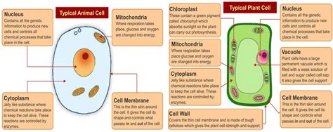 Plant And Animal Cell Functions