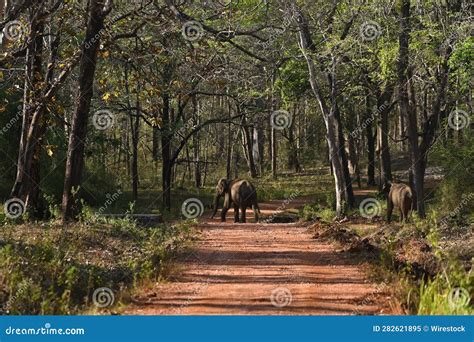 Herd Of African Elephants Standing Together In A Forest Stock Image