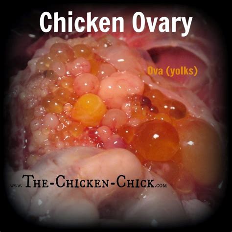 This Is The Ovary Of A Hen Showing Ova Yolks In Various Stages Of