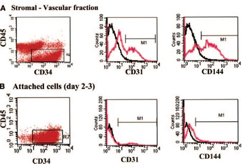 Figure From A Population Of Multipotent Cd Positive Adipose Stromal