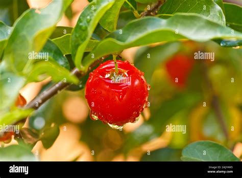 Red Acerola Cherry Barbados Cherry With Water Droplets Stock Photo Alamy