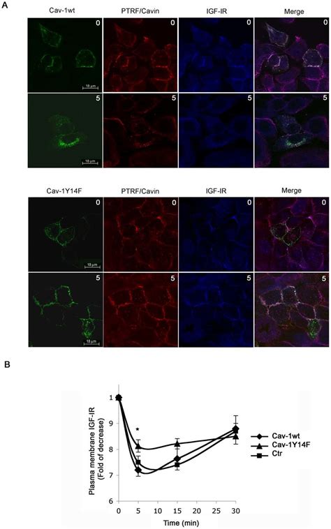 Expression of CavY14F mutant decreases IGF-IR internalization in IGF1 ... 