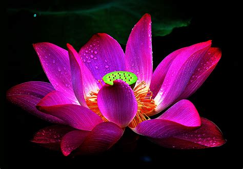 Lotus Flowers Wallpapers Wallpaper Cave