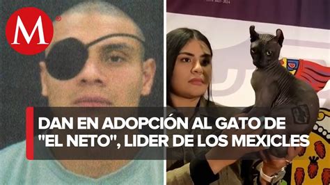 Es puesto en adopción el gato egipcio de los mexicles YouTube